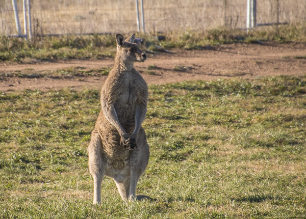 kangaroo