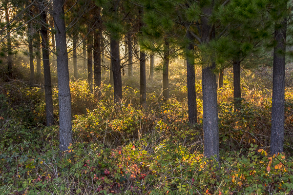 Sunlight through trees