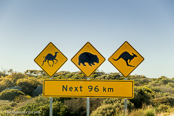 camel wombat kangaroo sign