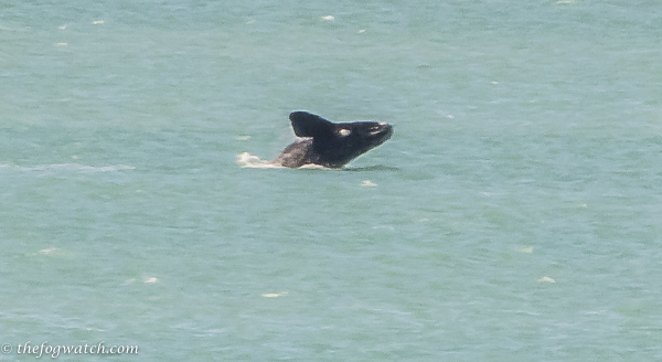 playing Southern Right Whale