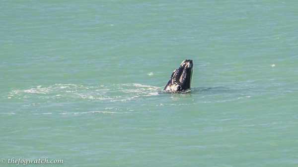 whale spyhopping