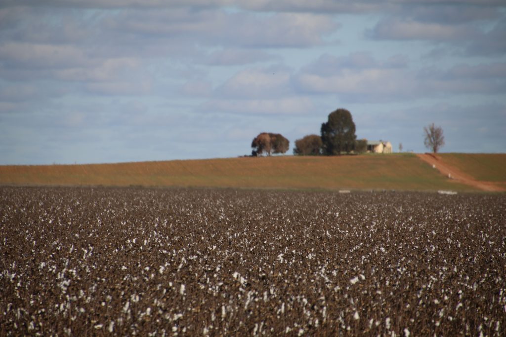 Cotton Farm
