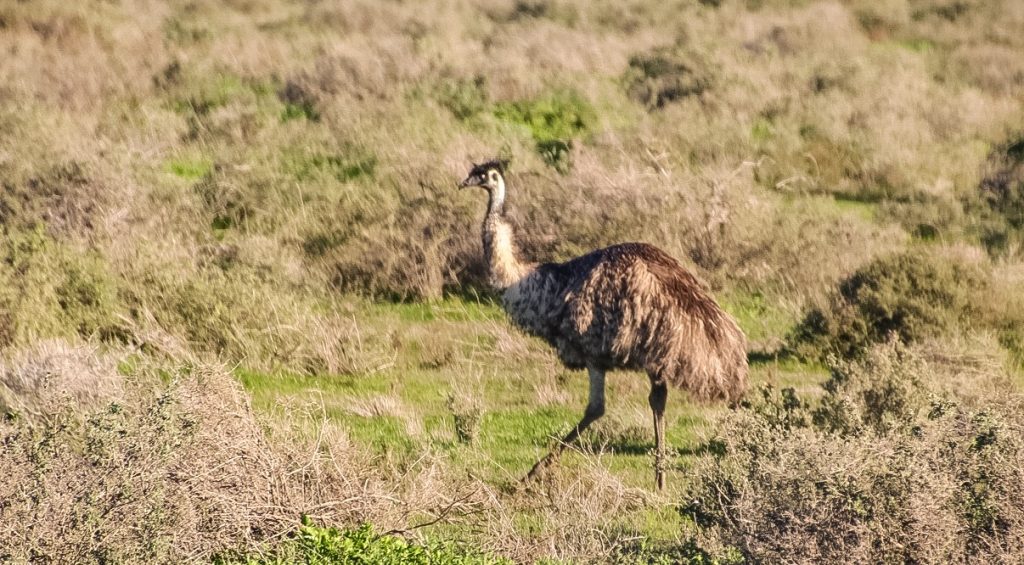 Emu