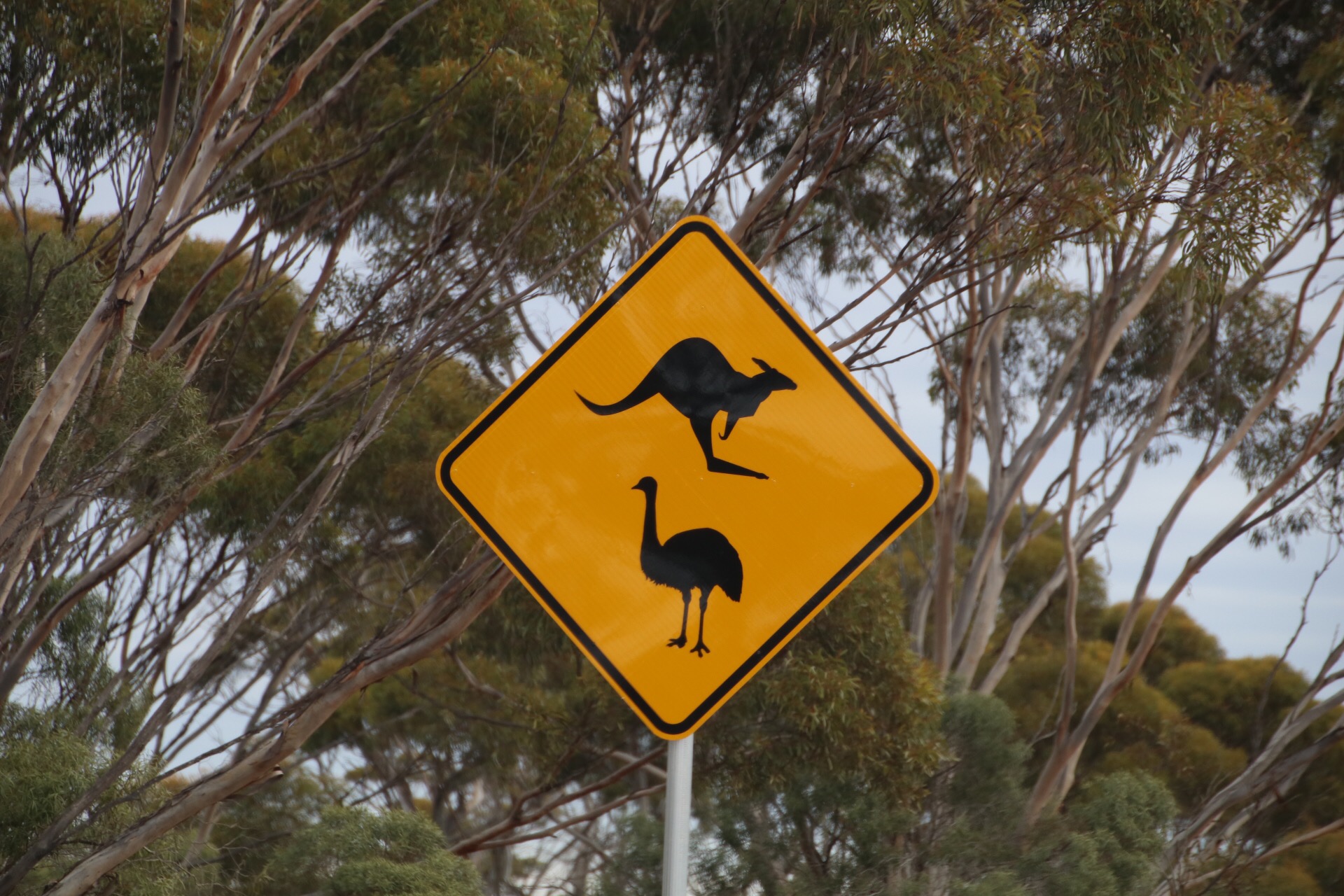 kangaroo and emu sign