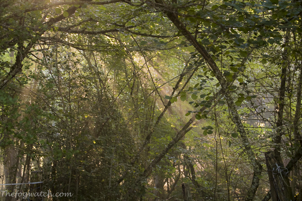 forest light