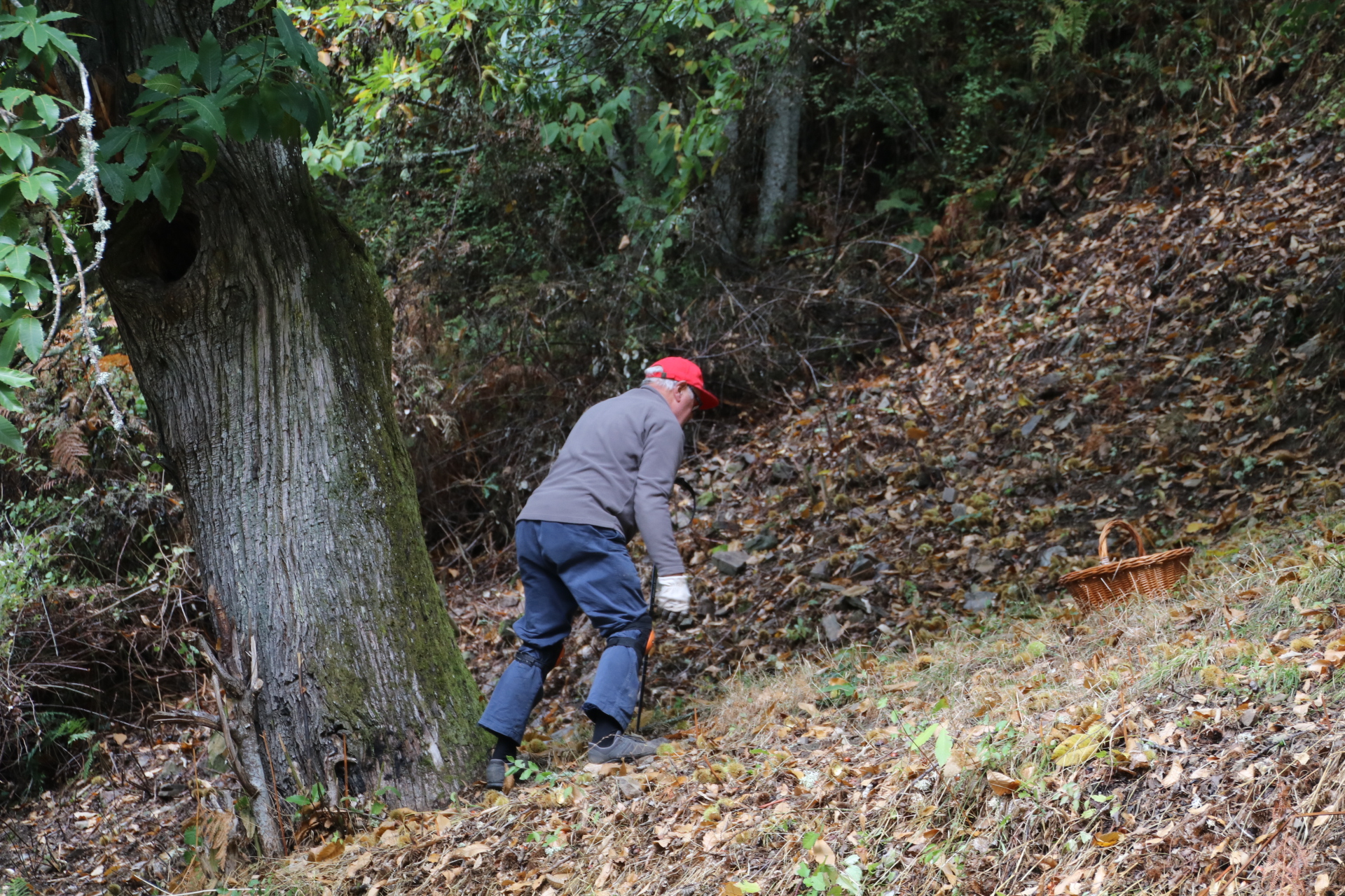 Chestnut gatherer