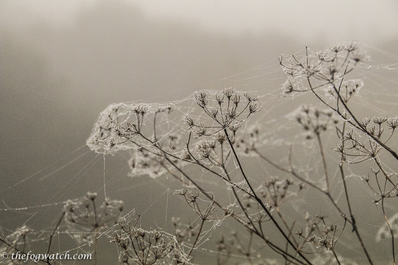 spider web gossamer