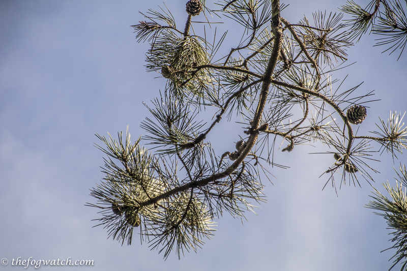 Native pine tree