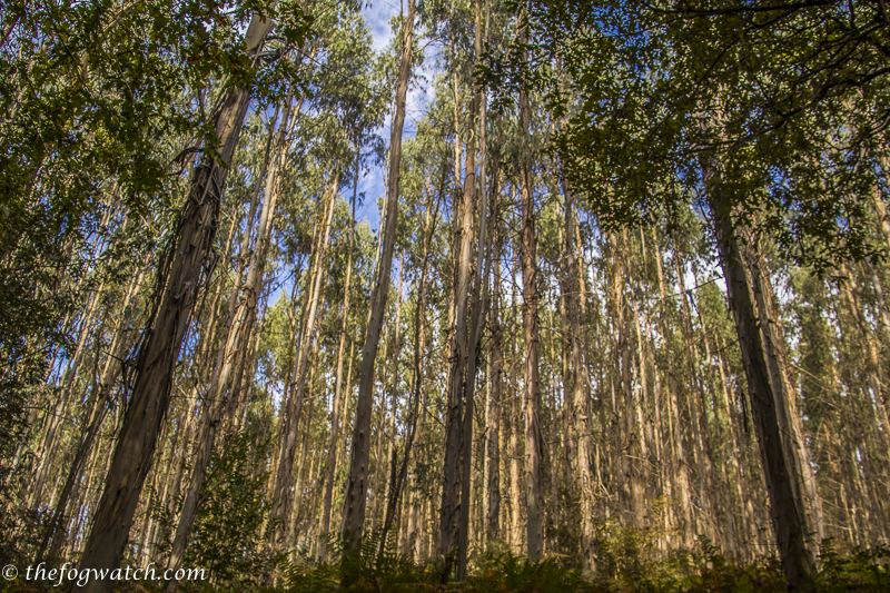 Eucalyptus forest in Spain