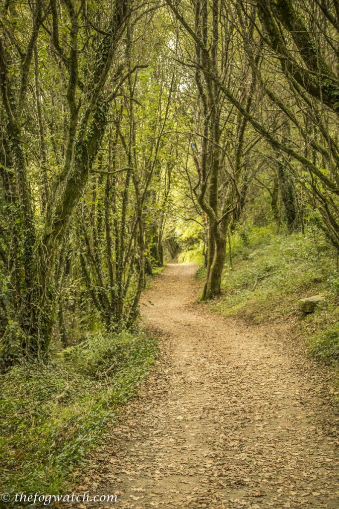 woodland path