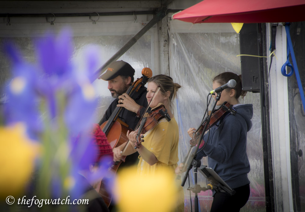 String Family Band at Floriade