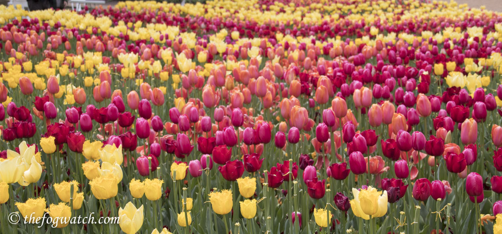 Tulips in abundance at Floriade