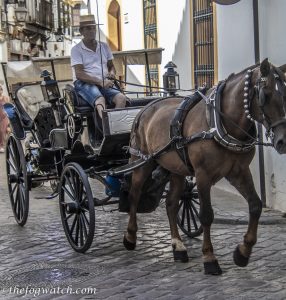Horse buggy in Cordoba's Juderia district